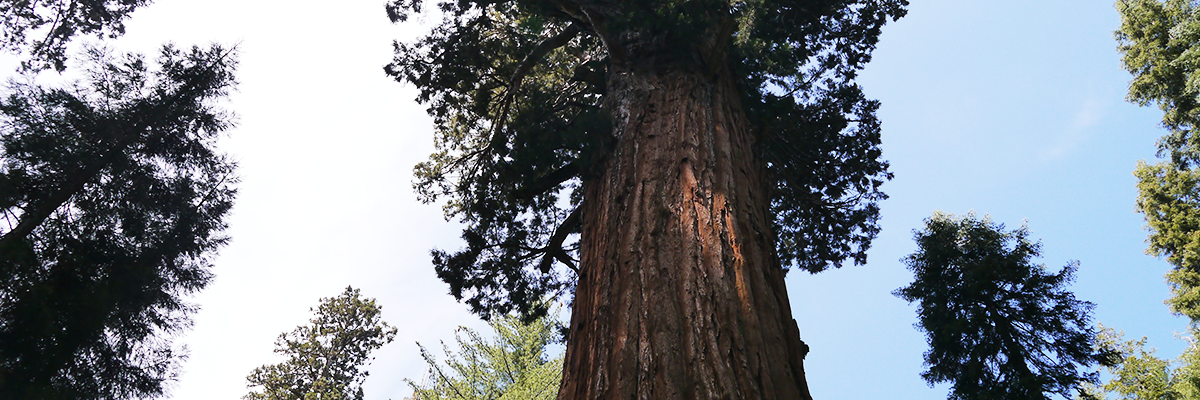 solides-fundament Knochenaufbauten Solides Fundament